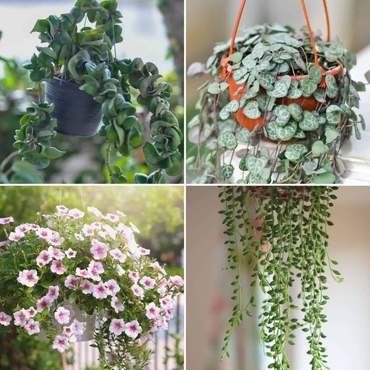 25 Best Plants for Hanging Planters (Indoors or Outdoors)