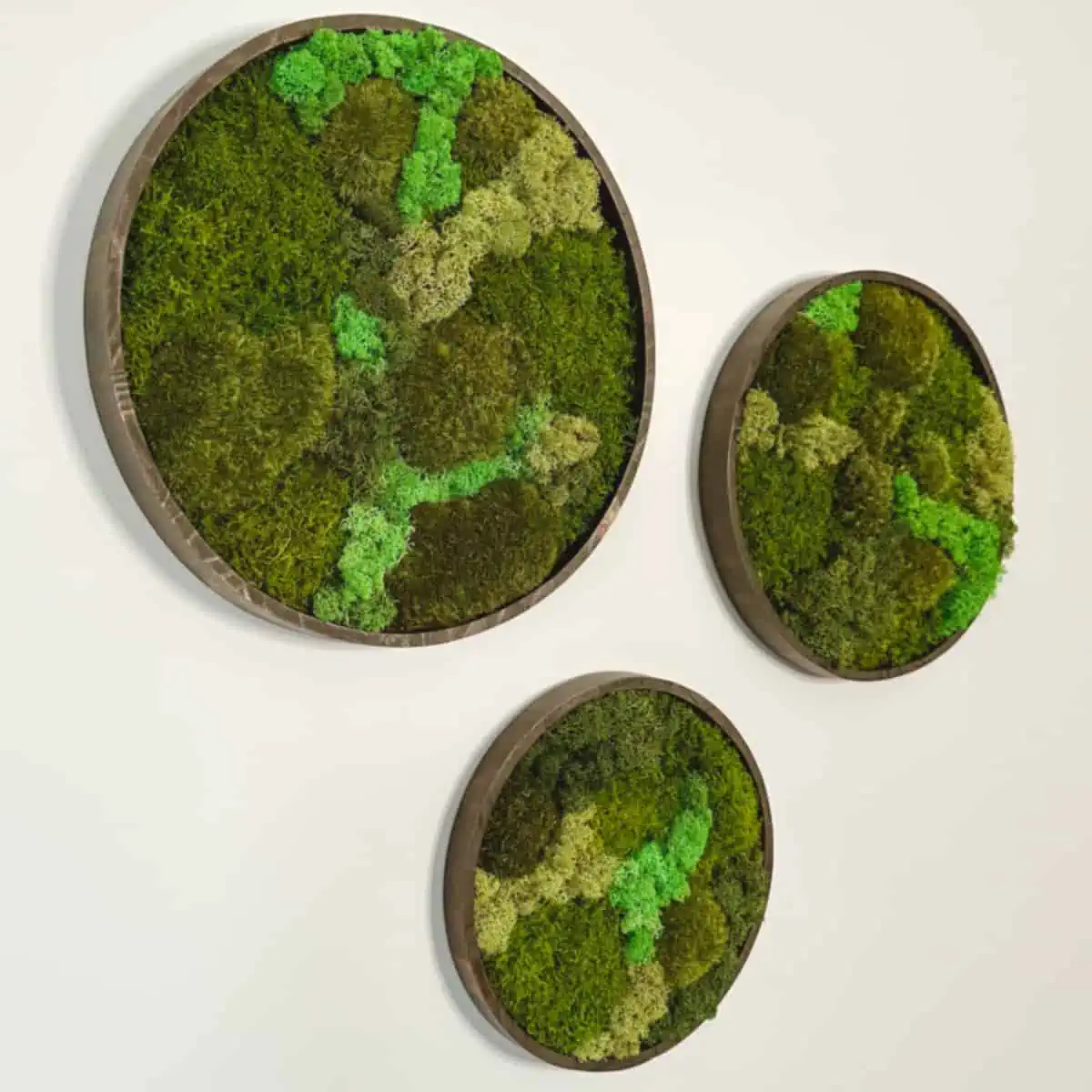 set of 3 different sized round trays with sides. Inside are different colors and textures of preserved mosses in decorative designs.