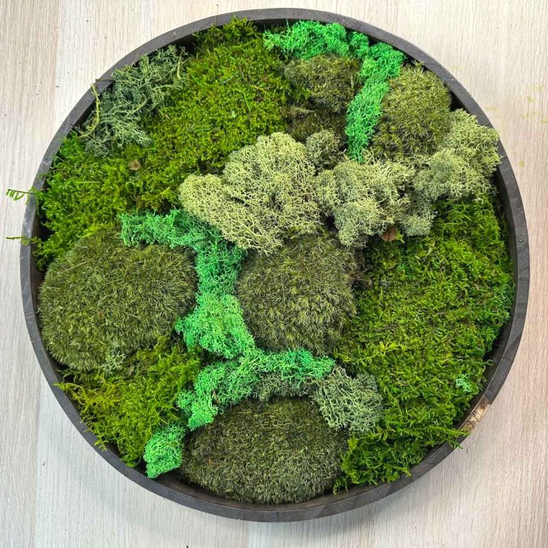 Make Beautiful DIY Moss Wall Art Artsy Pretty Plants