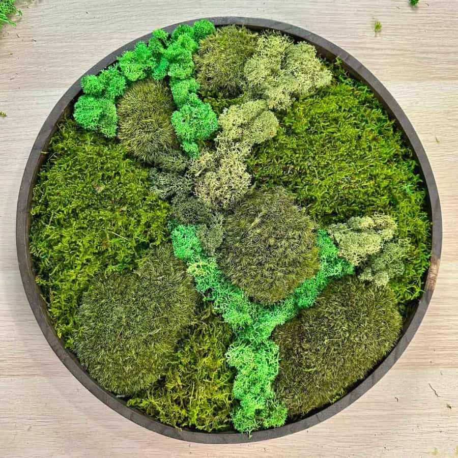 Fully glued mosses in tray, showing complete, finished moss wall art design.