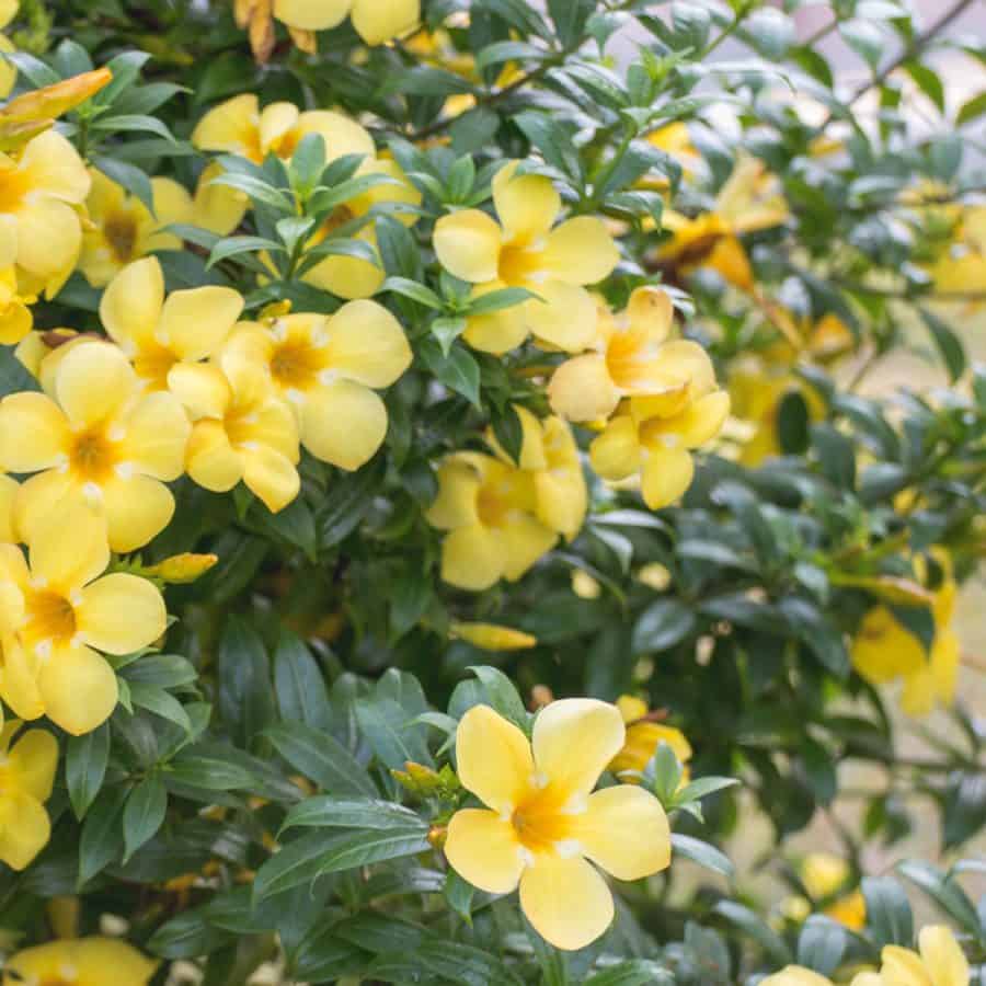 Yellow flowers and thick dark green leaves climbing out and up.