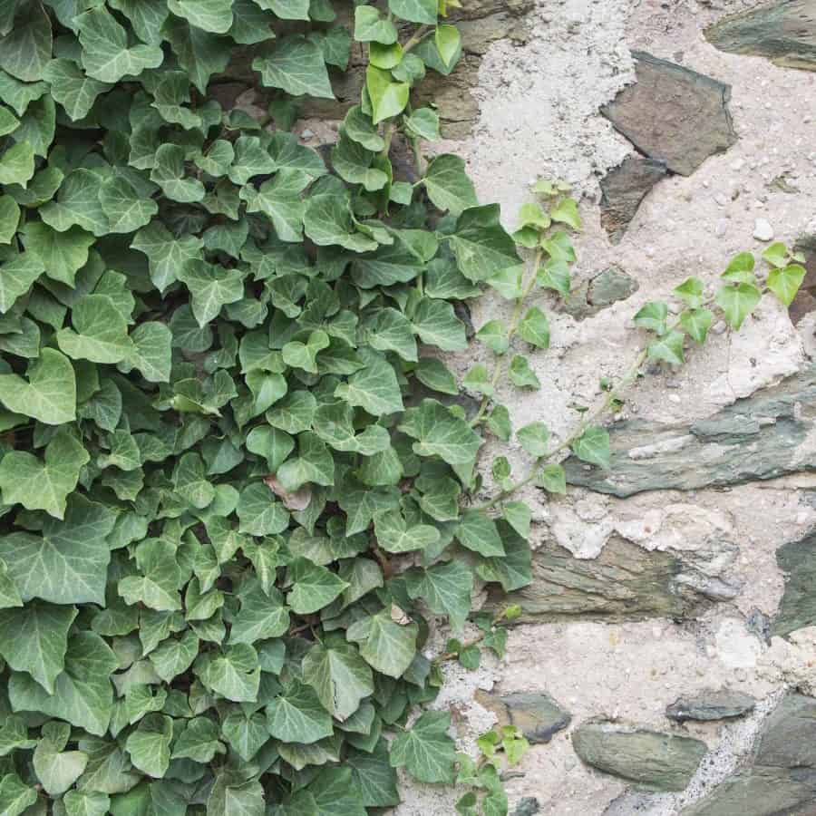 English ivy climbing up stone wall.