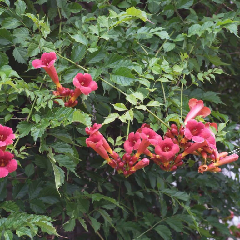 35 Perfect Climbing Plants for a Trellis Artsy Pretty Plants