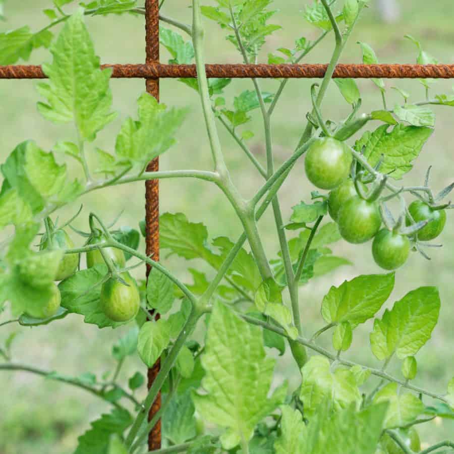 Small green tomatoes grown on wire fence.