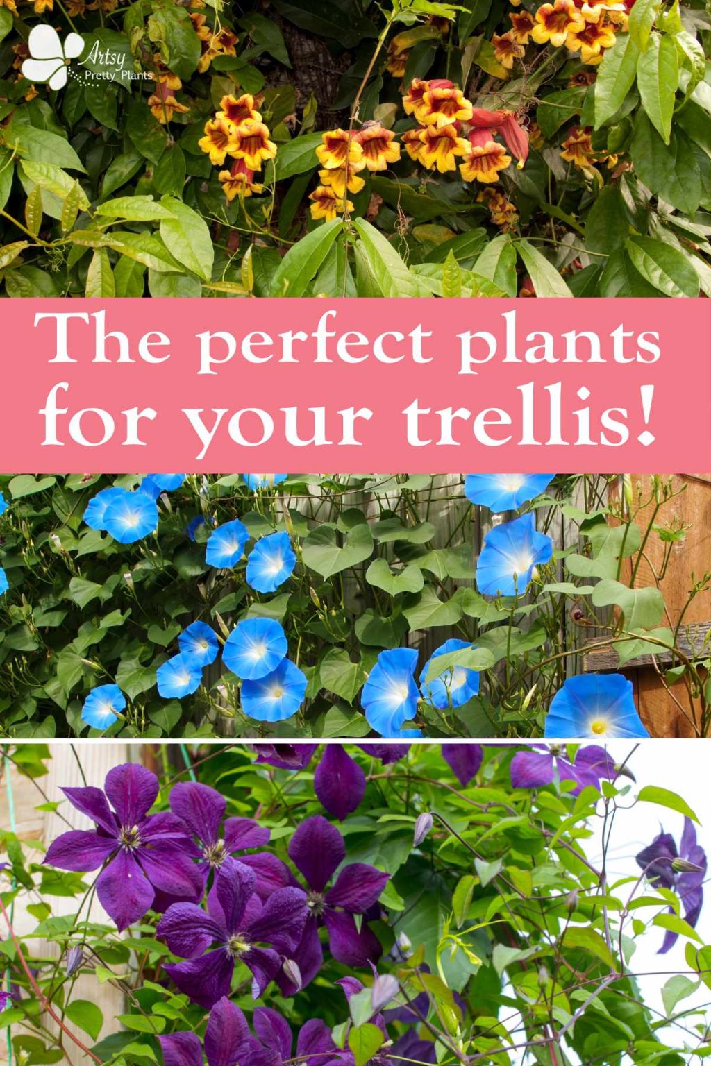 35 Perfect Climbing Plants for a Trellis Artsy Pretty Plants