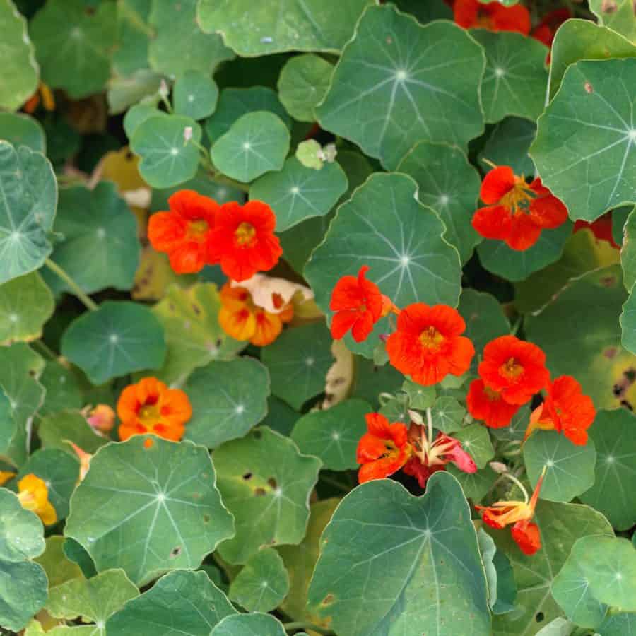 large green leaves of vine grow up with bright red flowers between.