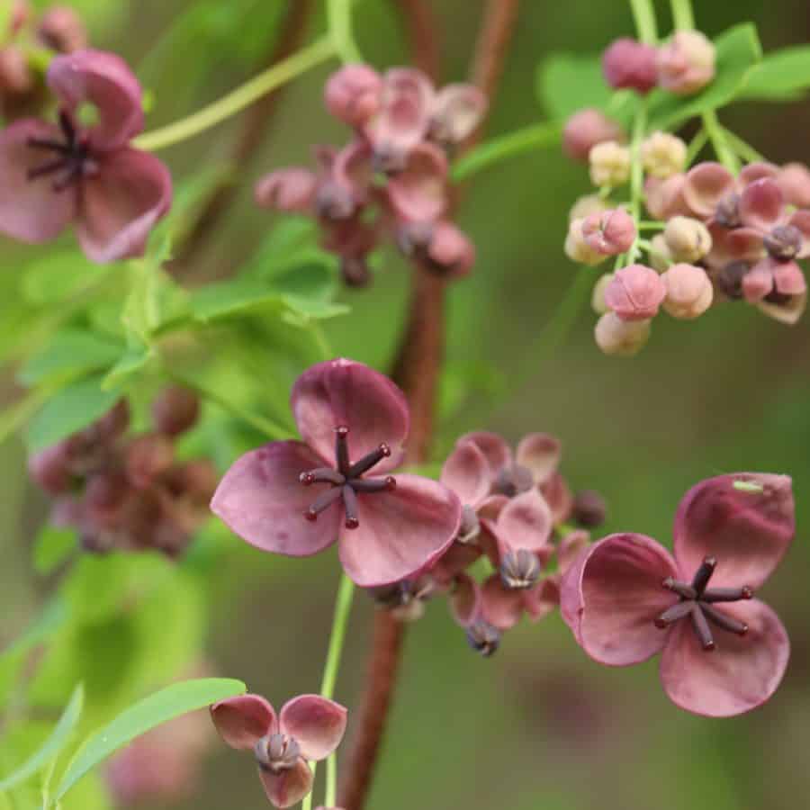 Flowers that are brownish purple have vines attached and are growing upward.