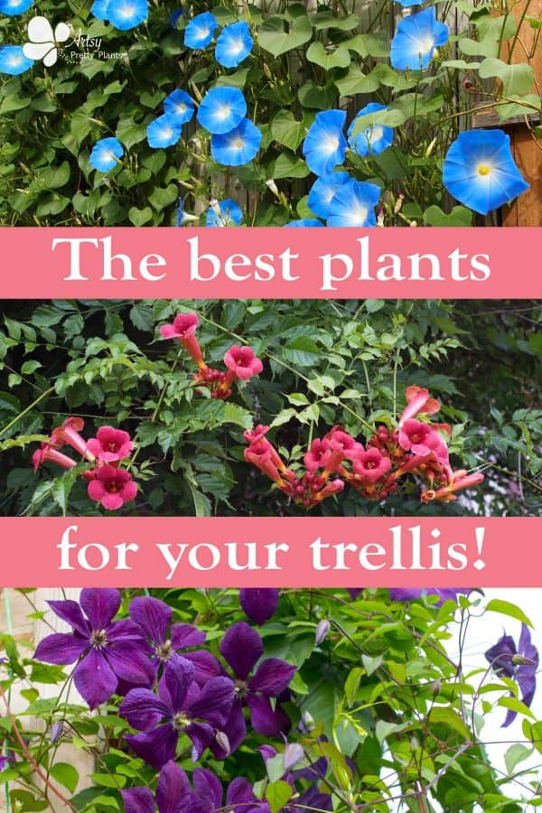 3 photos stacked of various plants that grow vertically on trellis. One with red trumpet shaped flowers, one with blue pansy flowers and the other with purple flowers.