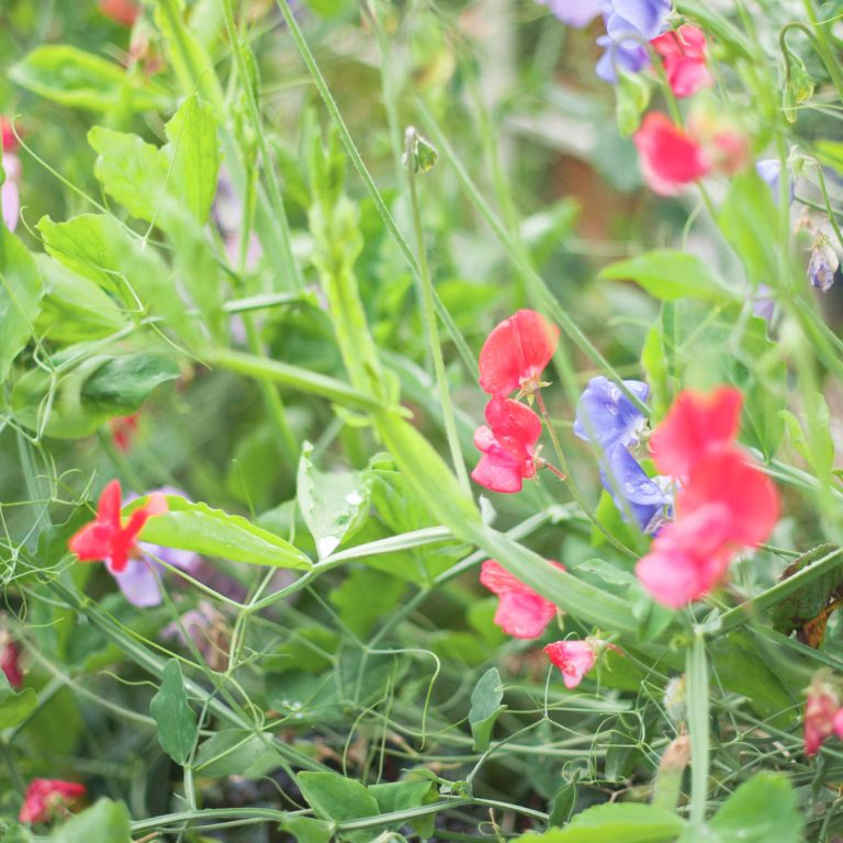 35 Perfect Climbing Plants for a Trellis Artsy Pretty Plants