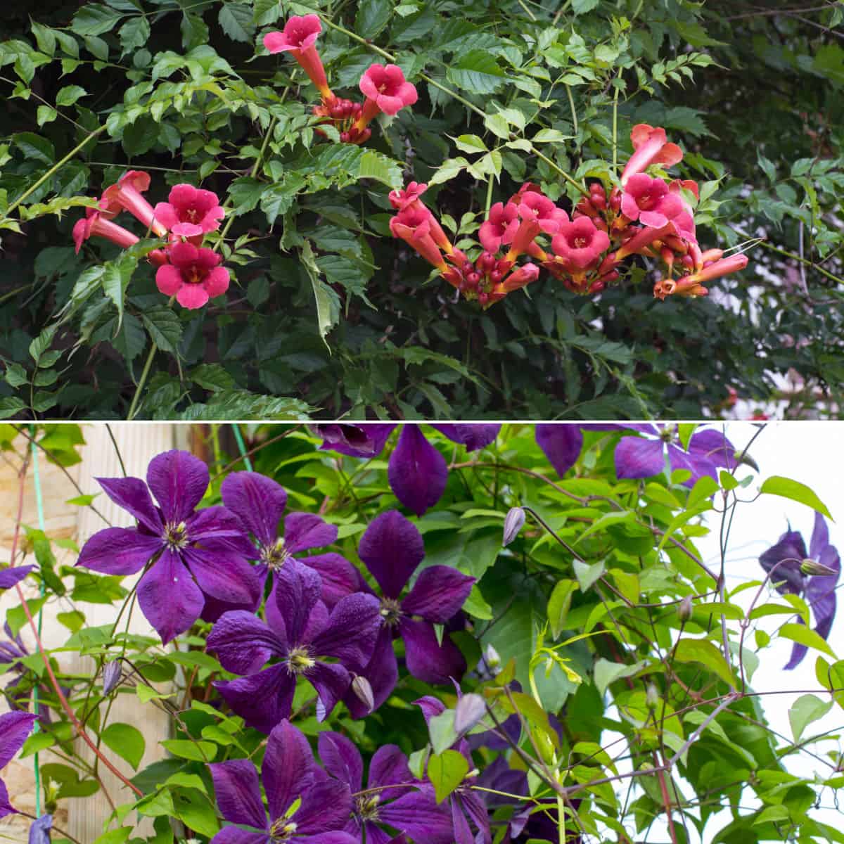 35 Perfect Climbing Plants for a Trellis