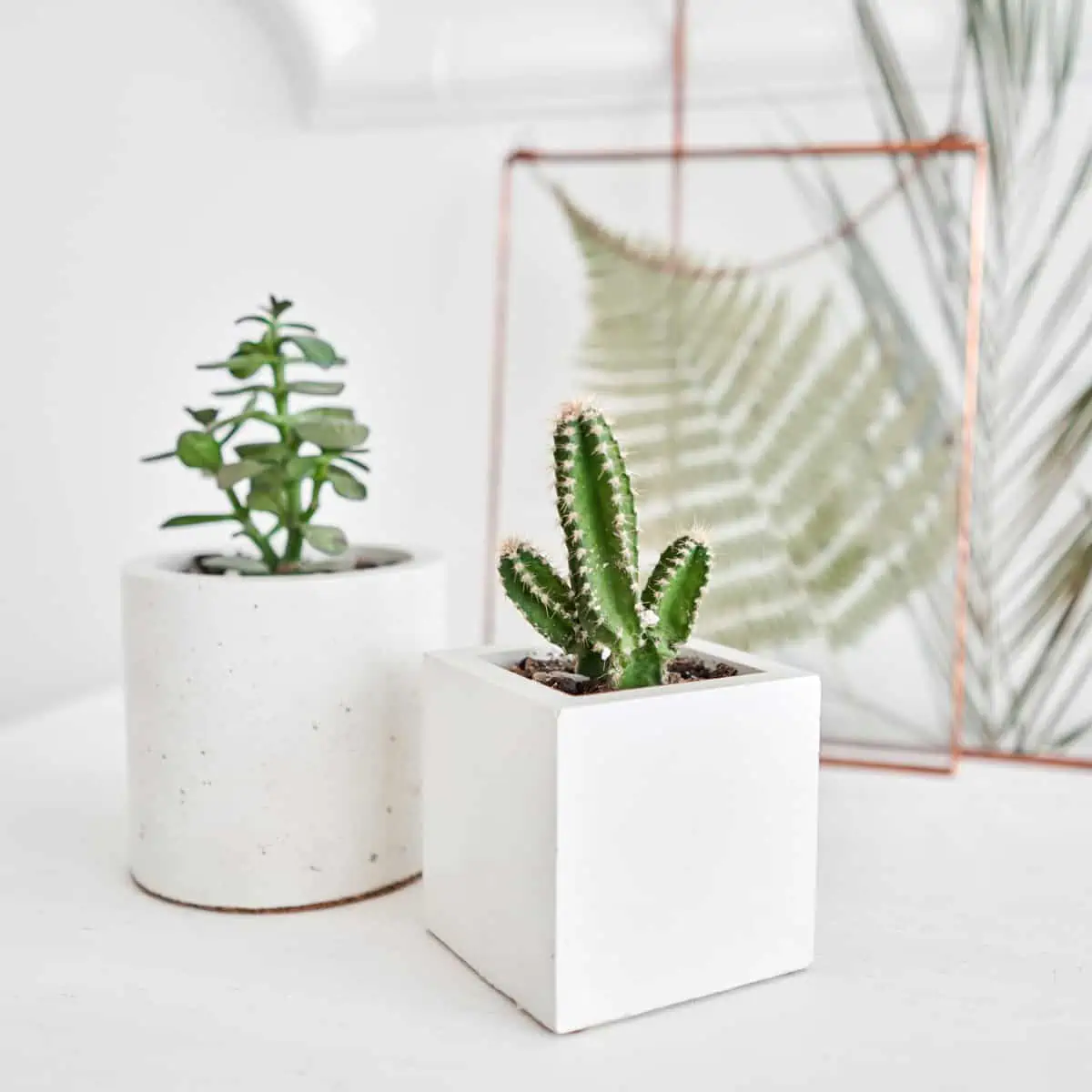 two white concrete planters with plants inside, sitting on a table.