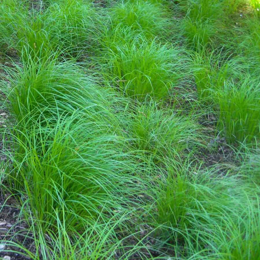 Long wispy medium-green colored grass in clumps on the ground.