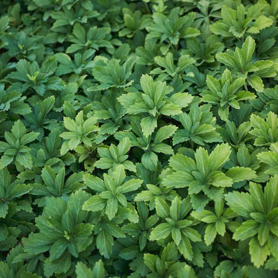 Densley thick ground cover with multiple layers of foliage.