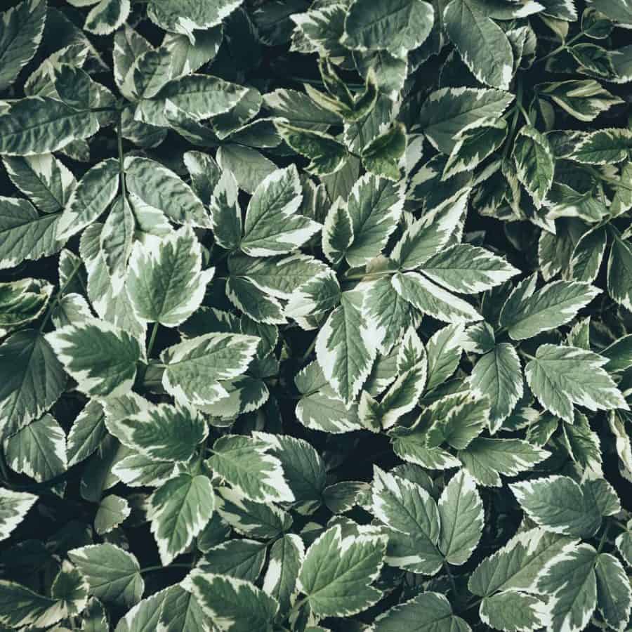 Ground cover in the shade with dark green leaves and variegated with white on the edges.