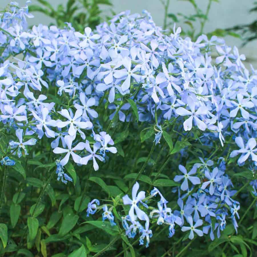 Light blue small flowers clumped together with green leaves.