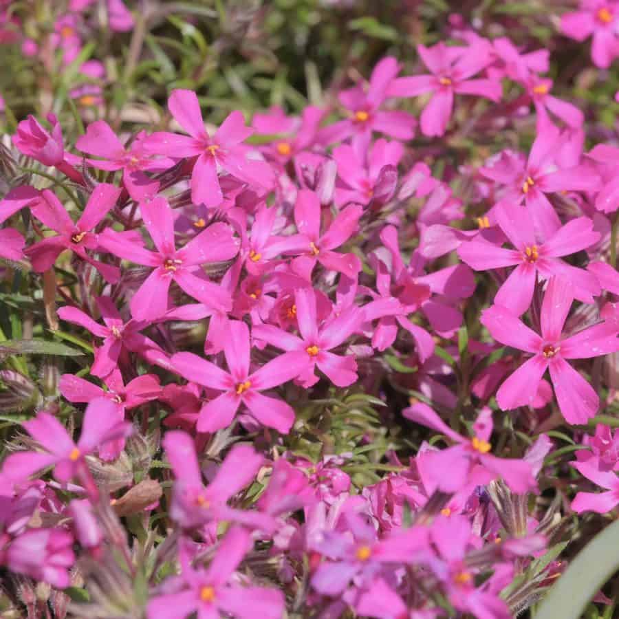 Small delicate dark pink flowers close to the ground with spikey leaves.