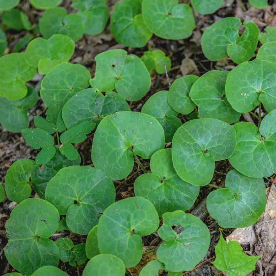 Leaves of wild Canadian ginger ground cover plant.