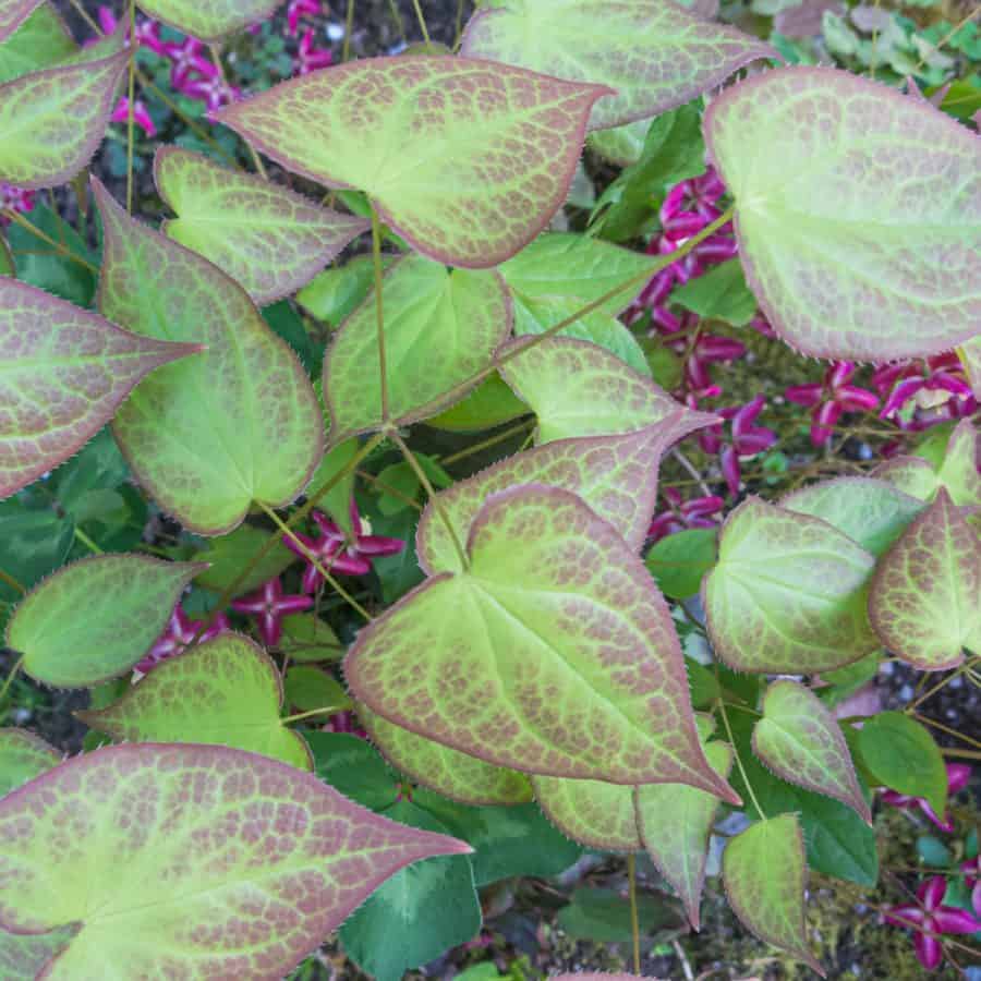 Ground cover plant in shade with heart shaped leaves that are green with purple margins and veining.