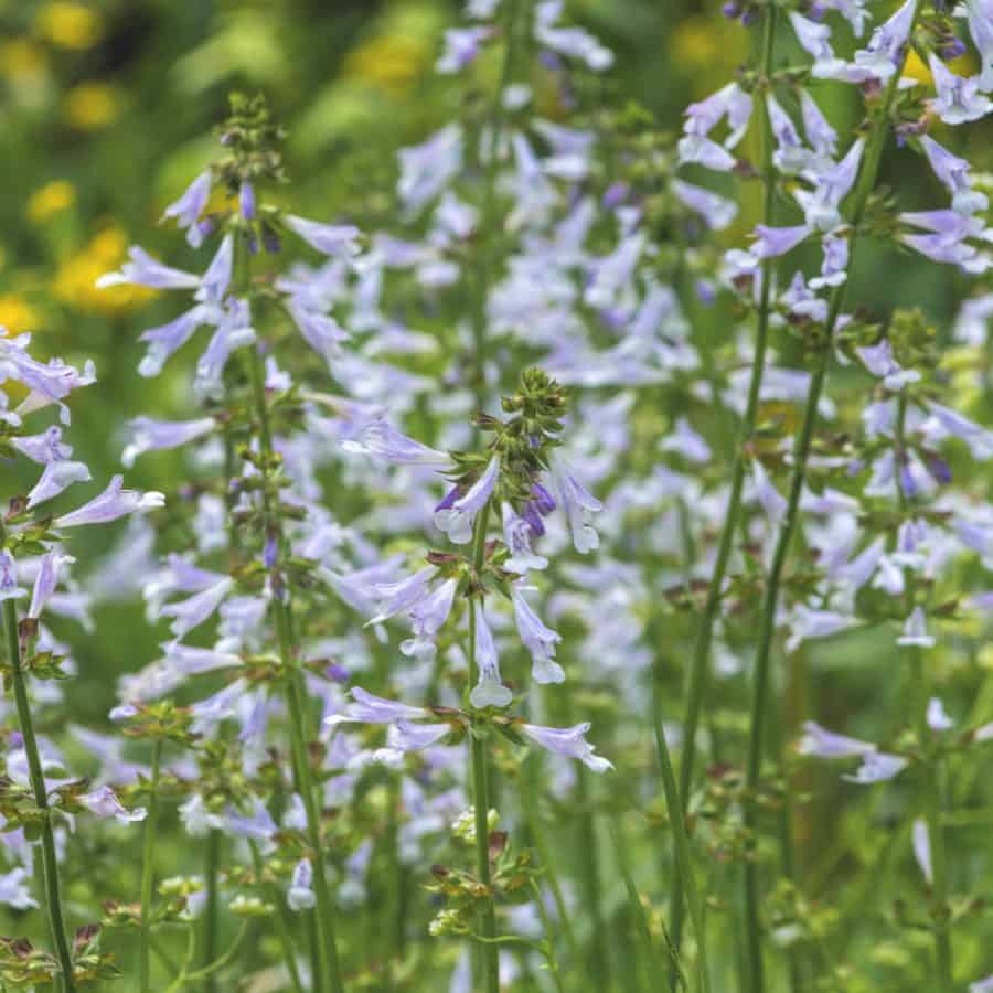 Long delicate stems with light blue trumpet shaped flowers.