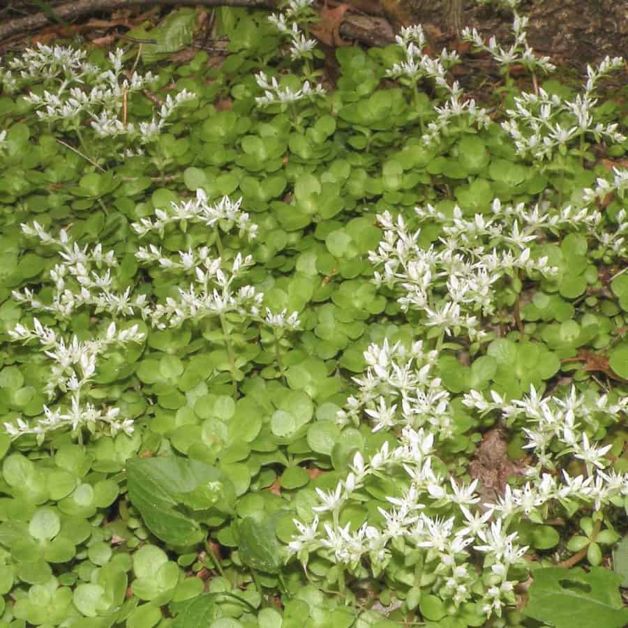 Small succulent ground cover trailing across ground with light green waxy leaves and is blooming with tiny white flowers.