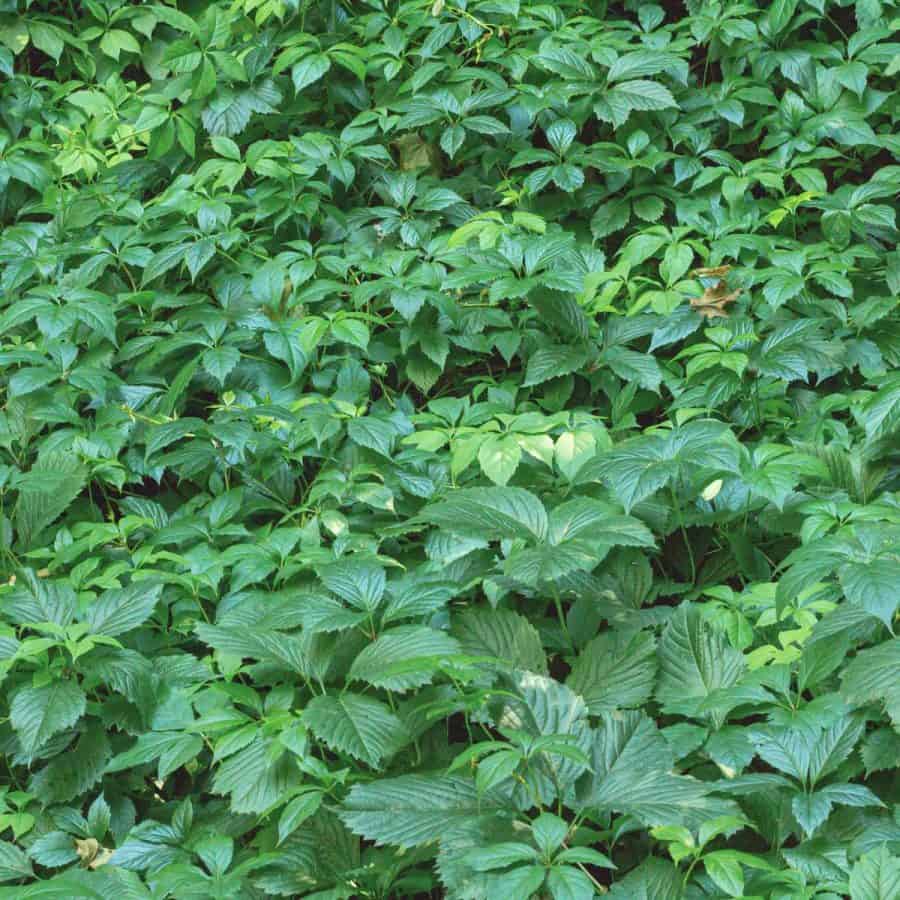 A very dense thicket of a vine in the shade, growing on the ground that has five petals.