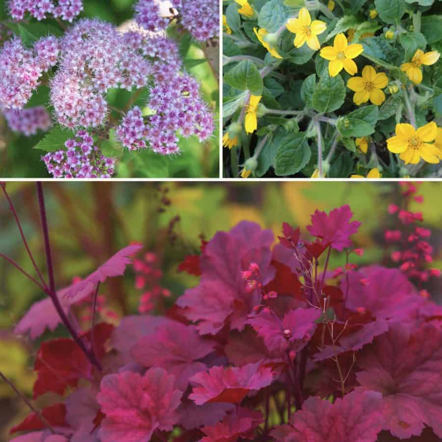 Collage of 3 types of ground cover plants in shade. One with magenta large leaves in a clump. One with bright yellow flowers and dark green fuzzy leaves. the other small clusters of tiny purple flowers.