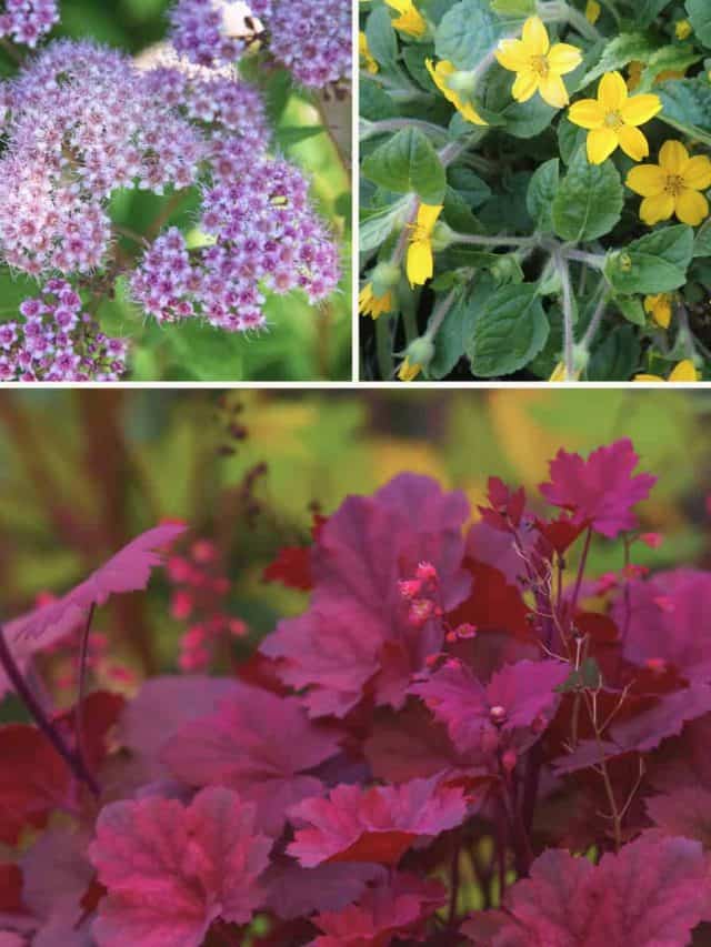 22 Ground Cover Plants For Shade Story