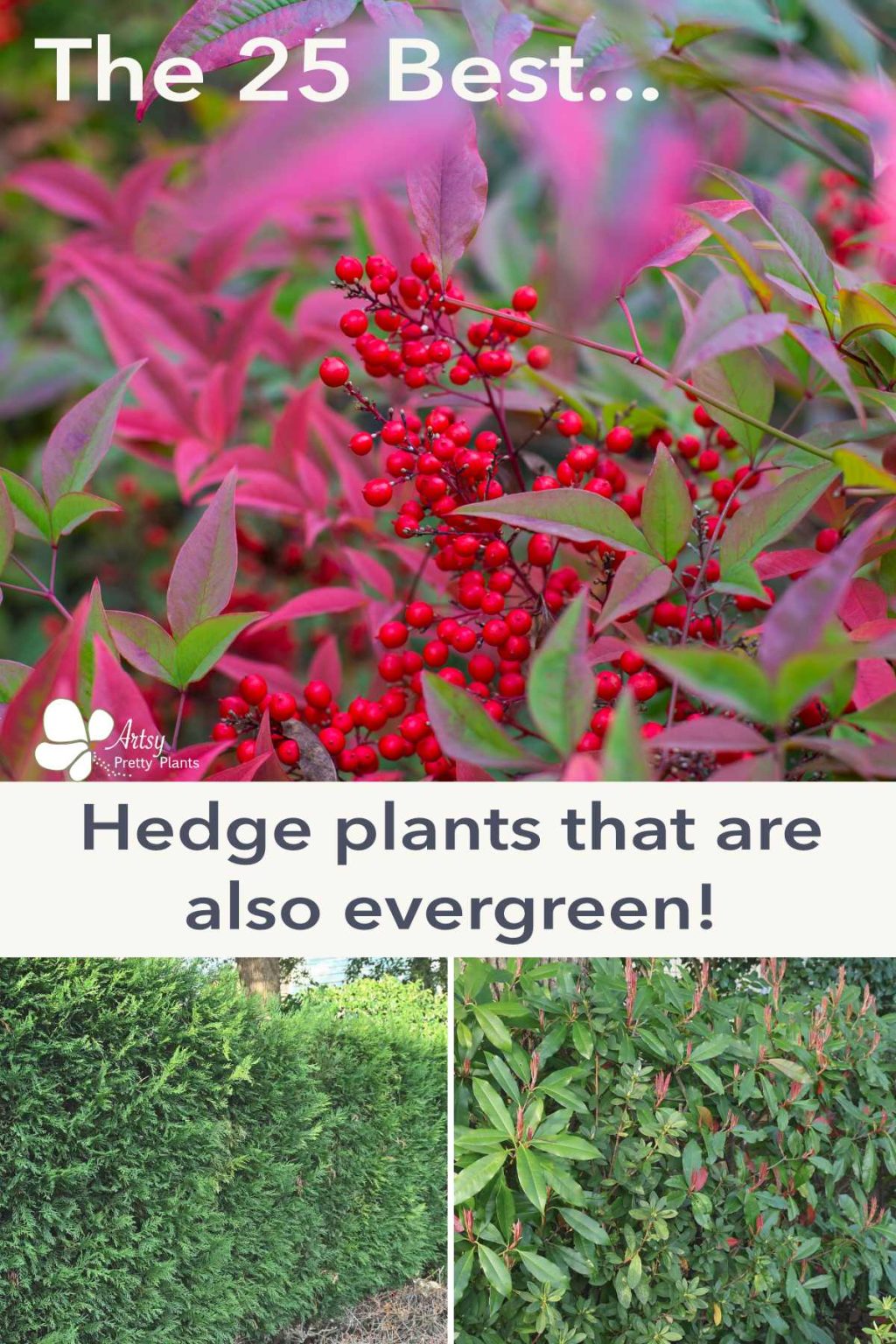 25 Best Hedge Plants That Are Also Evergreen Artsy Pretty Plants