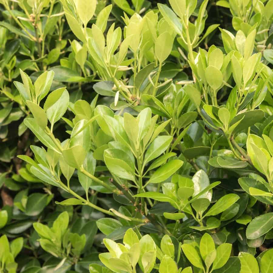 Evergreen Euonymus japonicus branche of light colored waxy leaves.