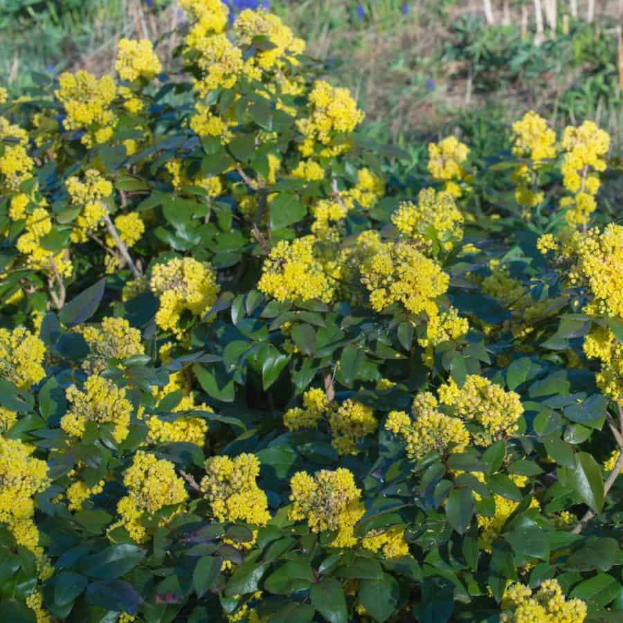 mahonia- A rounded hedge plant with dark green waxy leaves and clusters of yellow flowers.