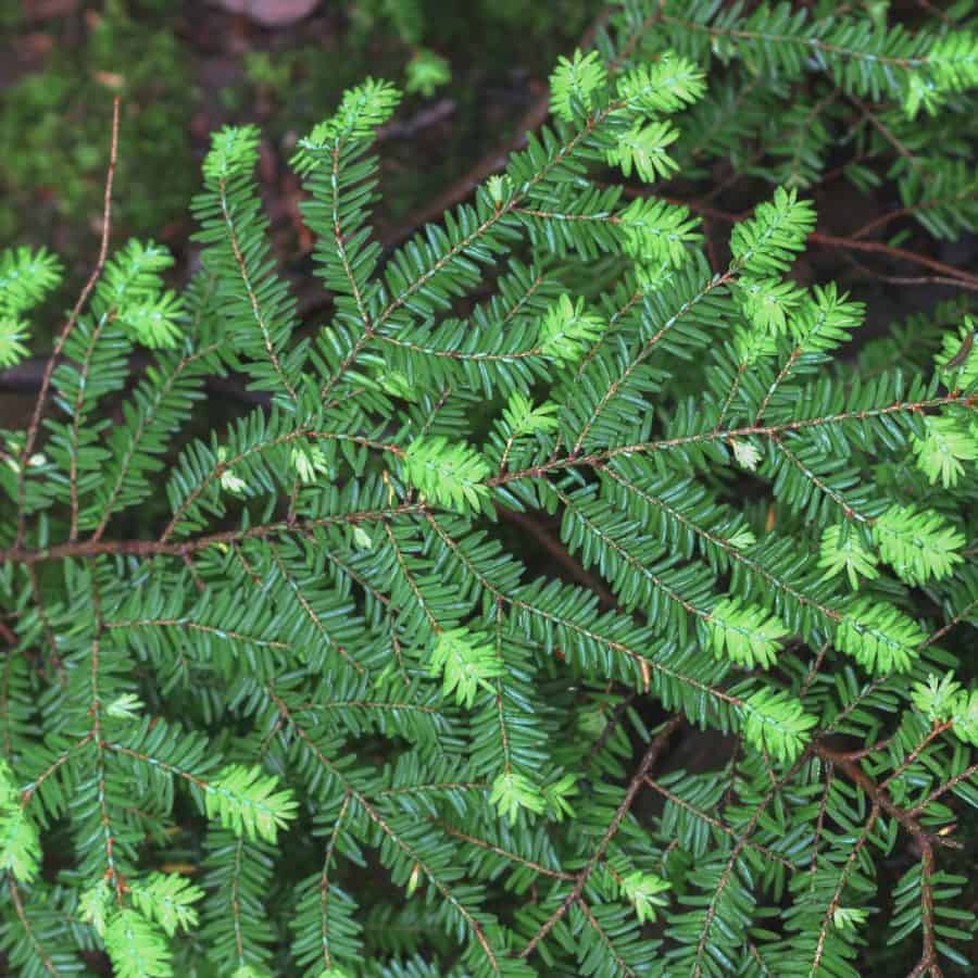Canadian Hemlock branch full and elongated needles, and bright green and lush.