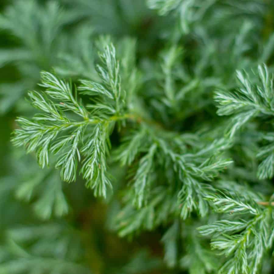 A soft looking False Cypress branch.