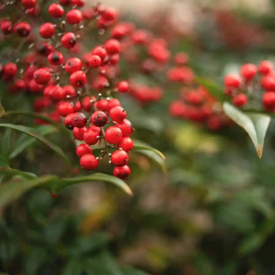 Reddish-orange nandina berries against dark green leaves,