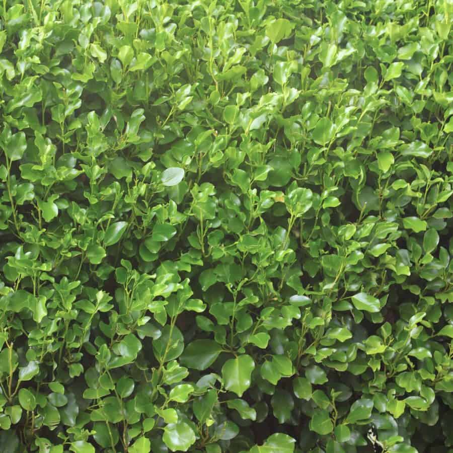 A thick lush hedge of green, oval leaves.