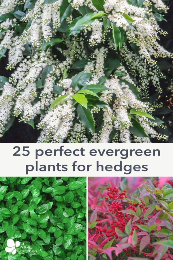 Get more enjoyment from your outdoor space. Our list of 25 of the best evergreen hedge plants are perfect for providing  year-round privacy and beauty. Turn your yard into a lush, living sanctuary!
