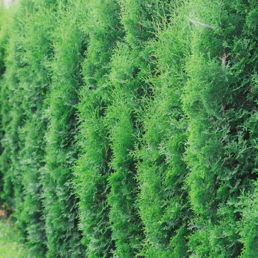 Row of hedges of Green thuja.