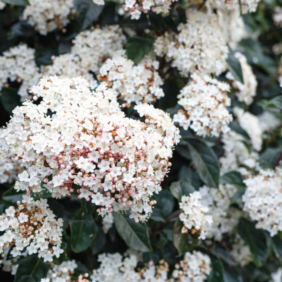 A viburnum evergreen hedge with clusters of white flowers.