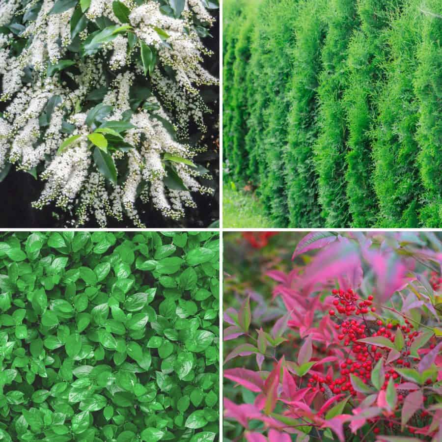 Four different types of some of the best evergreen hedge plants for a yard.