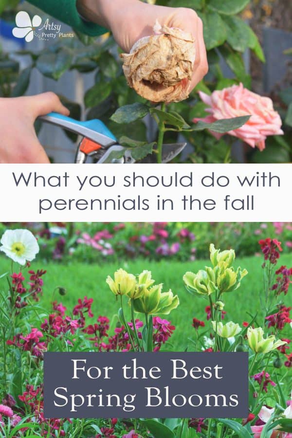 A hand holding pruning shears and a dead perennial with text saying how to prep your flower garden for fall. Below is beautiful spring garden with bright blooms.