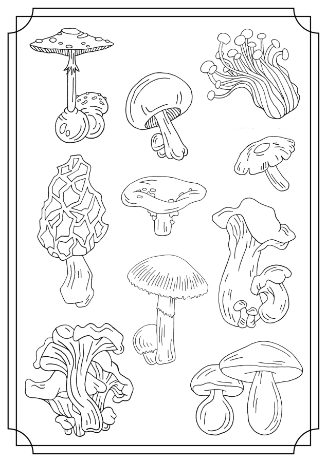 A pdf printable of a variety of wild edible mushrooms that you can color.
