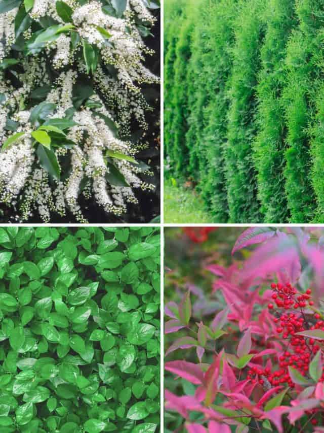 25 Best Hedge Plants That Are Also Evergreen Story - Artsy Pretty Plants