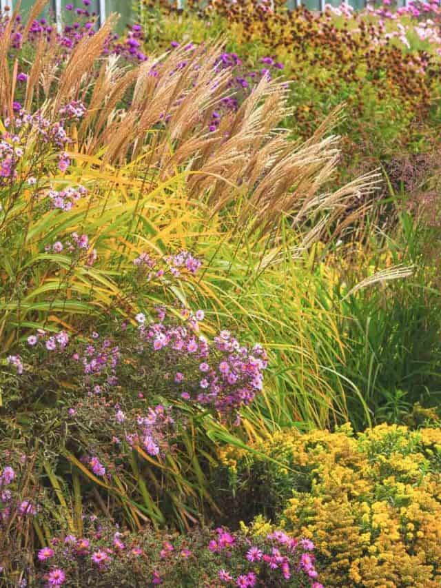 What To Do With Perennials In The Fall Story
