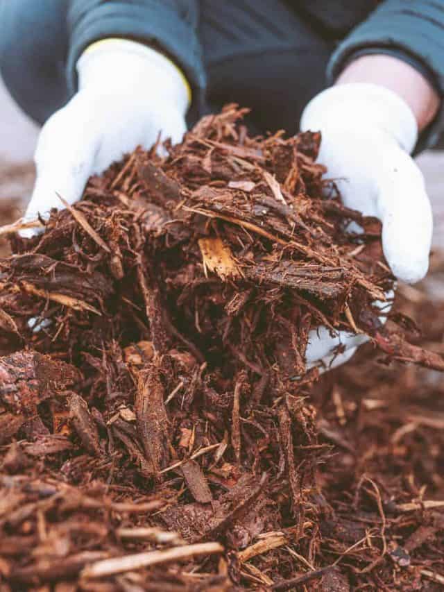 Are Wood Chips Good For Compost Story