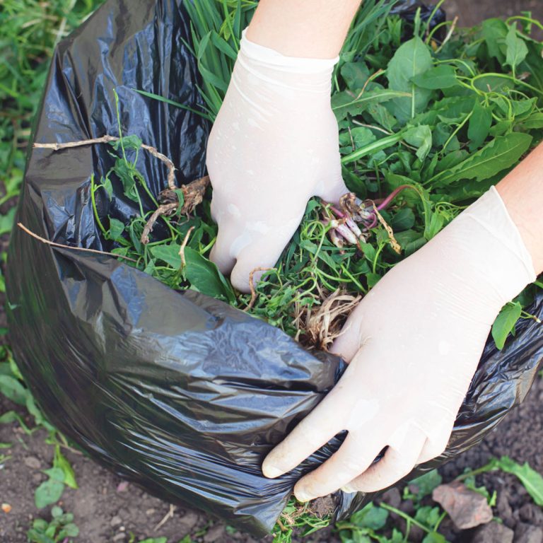 Can You Compost Weeds? What You Should Know Artsy Pretty Plants