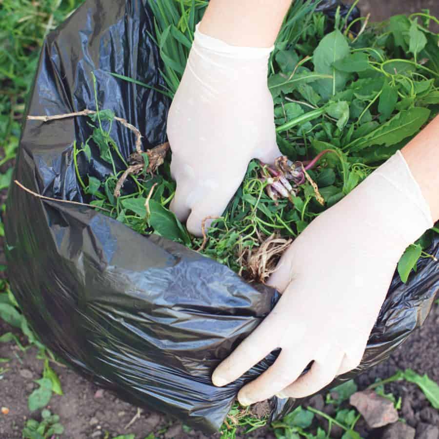 Hands putting weeds from a garden into a plastic bag for composting.