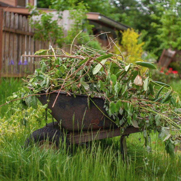 Can You Compost Weeds? What You Should Know Artsy Pretty Plants
