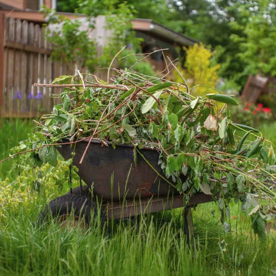 A wheelbarrow filled with weeds pulled from the yard to be composted.