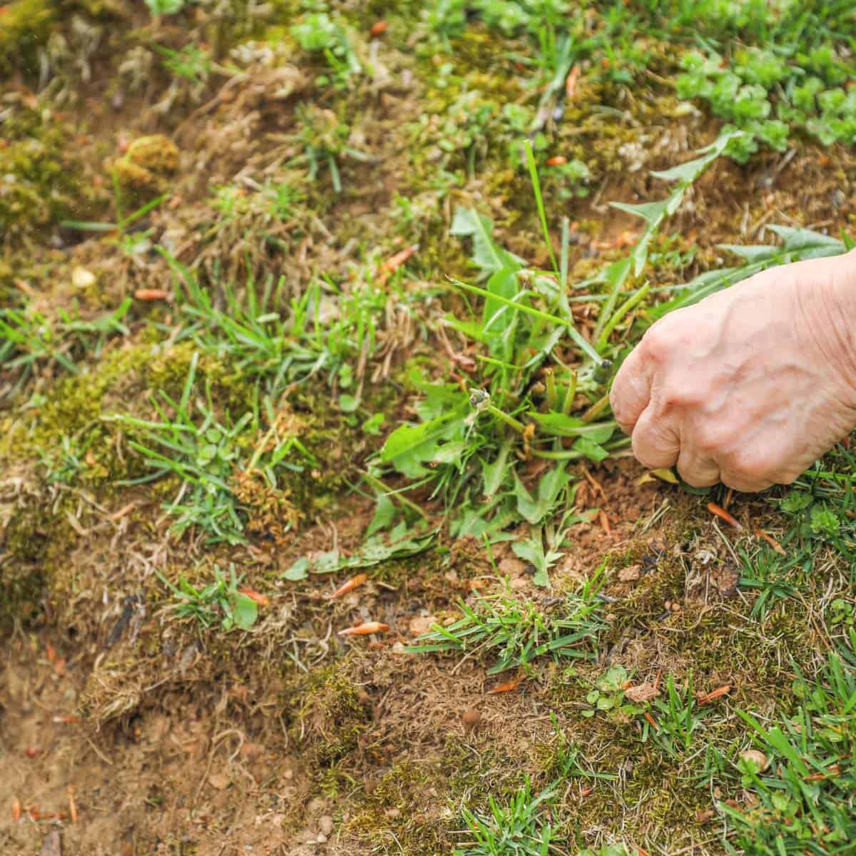 Can You Compost Weeds? What You Should Know Artsy Pretty Plants