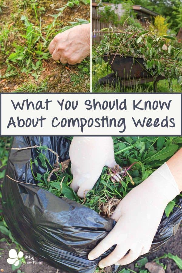 Text saying what you should know about composting with weeds and 3 images: one hand pulling a weed, a wheelbarrow full of weeds and hands placing weeds into a plastic bag.